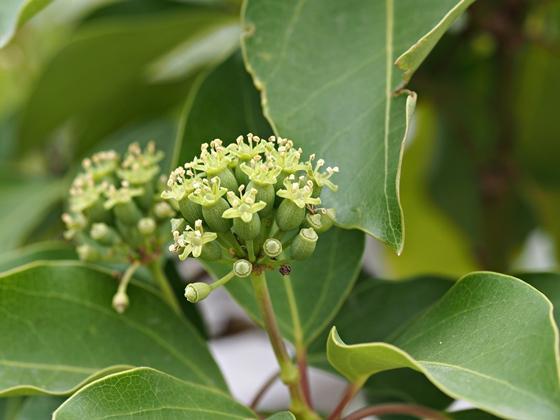 カクレミノの花 不器用なママンの手作りmemo